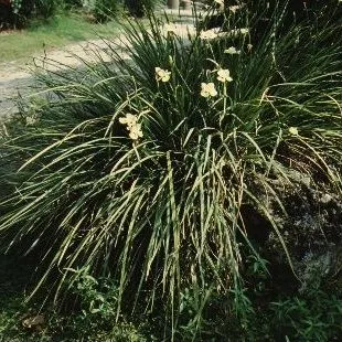 thumbnail for publication: Dietes bicolor Evergreen Iris